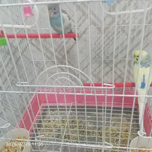 Попугай, Душанбе