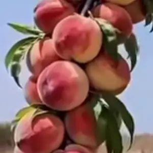 Нихоли шафтолу, Худжанд