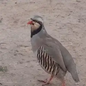 Кабк дулан, Душанбе