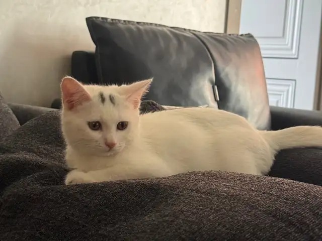 Кошка, Душанбе