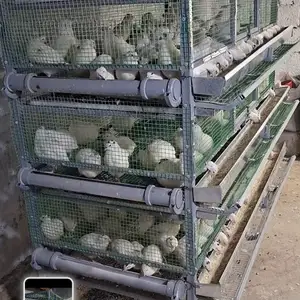 Бедона, Душанбе