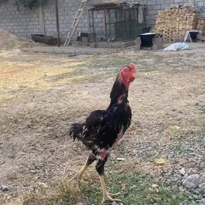 Дакан, Ҳисор