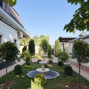 Дарахтони Ороиши барои Хавлихо, Душанбе