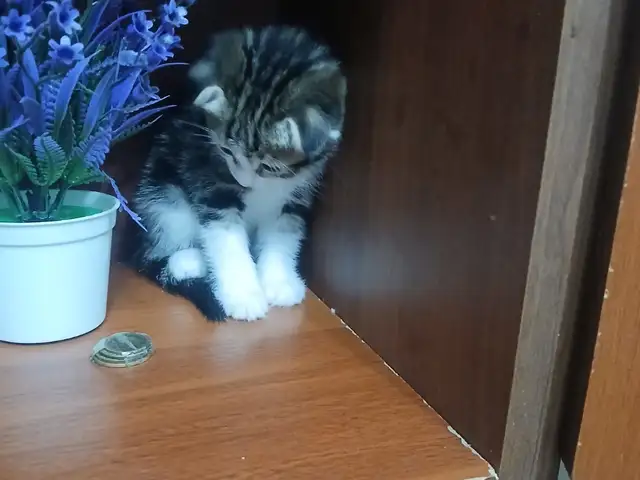 Вислоухие кошки, Хуҷанд - 4