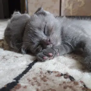Шотландский вислоухие котята, Худжанд
