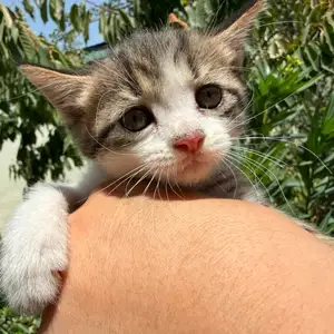 Котята породы Шиншила, Душанбе