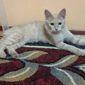 Кошка, Душанбе