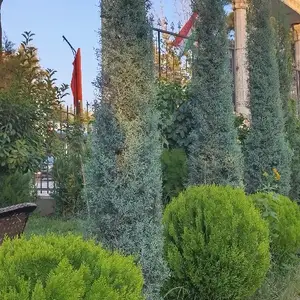 Кипарис Аризонский, Исфара