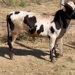 Бука, Душанбе