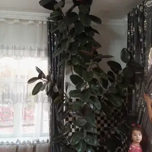 Фикус, Душанбе