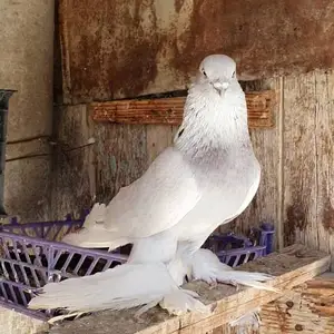 Кафтар, Худжанд