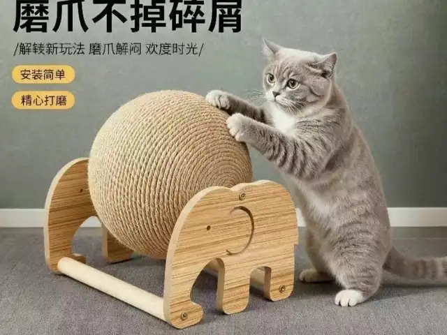 Когтиточилка, Худжанд