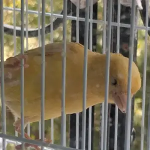 Канарейкой мехондаги, Душанбе