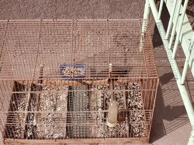 Клетка, Хуҷанд