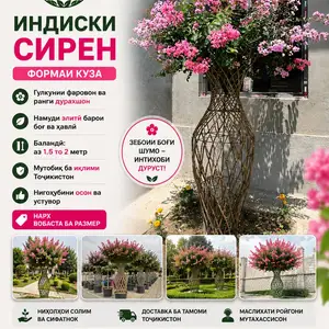 Сирени куза, Душанбе