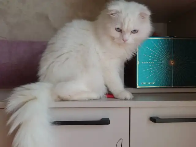 Шотландский вислоухий, Хуҷанд