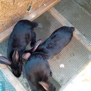 Харгуши сиёх, Душанбе