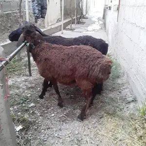 Гусфанд, Душанбе