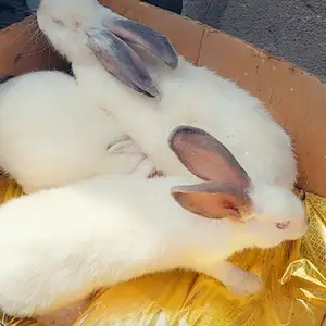 Харгуш 4 моха, Душанбе