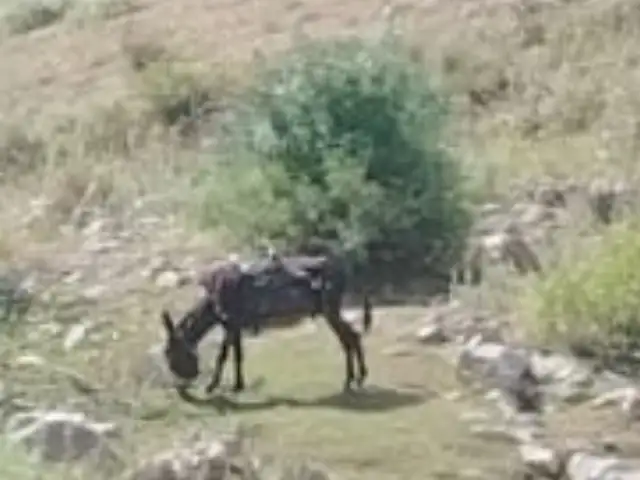 Хар, Айнӣ