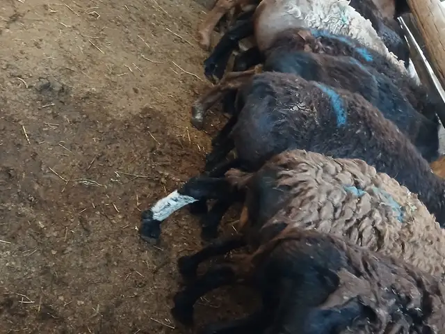 Солук, Худжанд