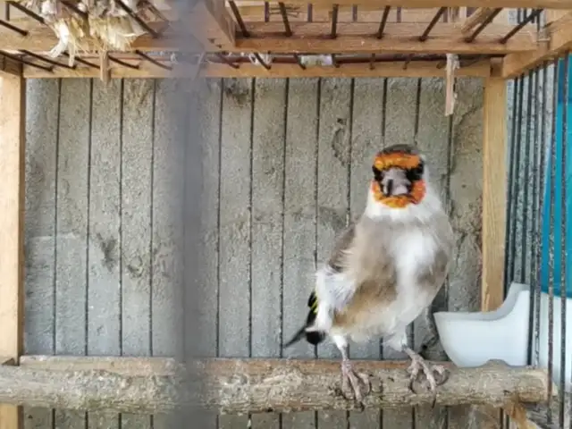 Саъба, Худжанд