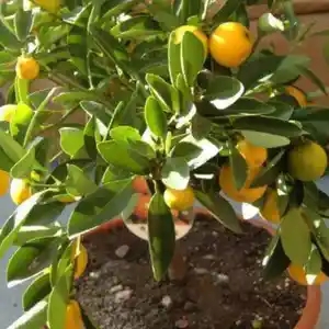 Мандариновое Дерево, Душанбе