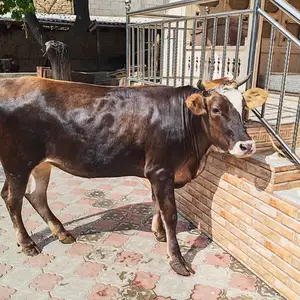Гуноҷин, Худжанд