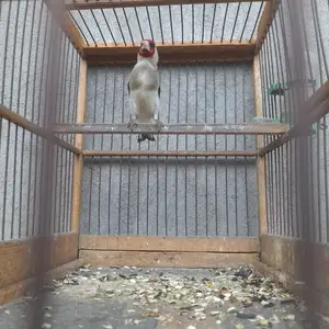 Щегол, Худжанд
