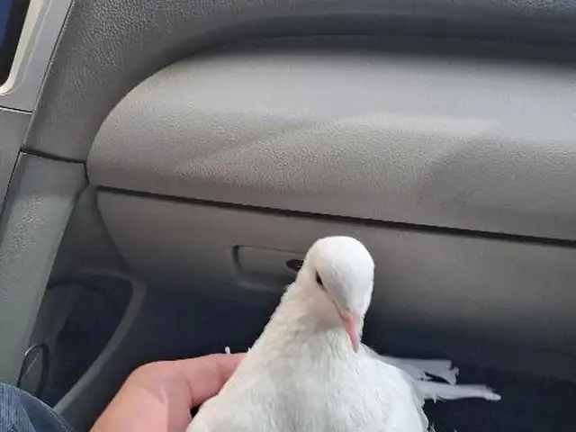 Кафтар, Душанбе
