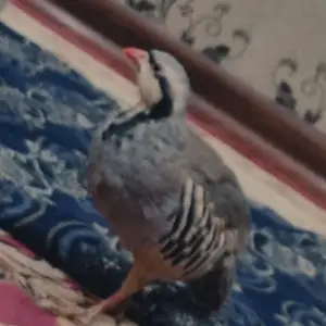 Кабк, Душанбе