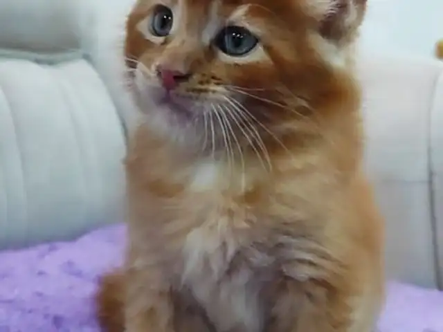 Кошка Мейн-кун, Душанбе - 7