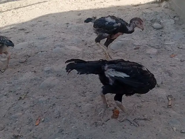 Чуча даканги тоза, Канибадам