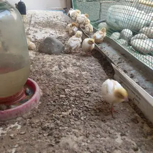 Чучаи будана, Турсунзаде