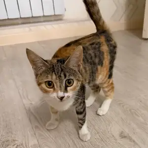 Кошка, Душанбе