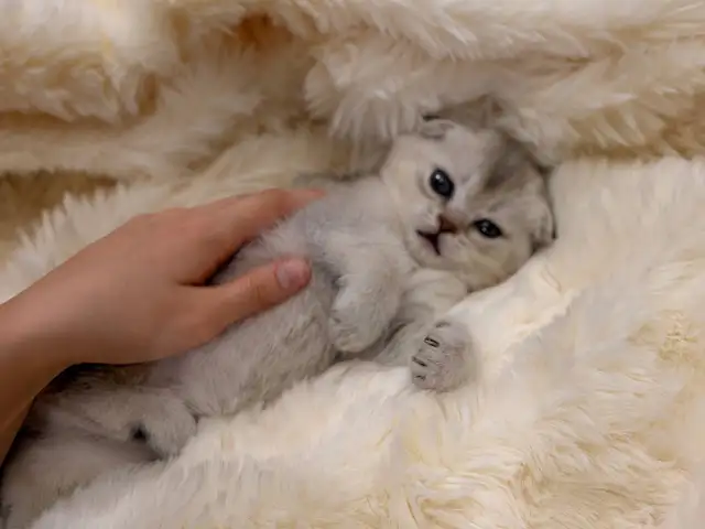 Шотландская вислоухая кошка, Душанбе