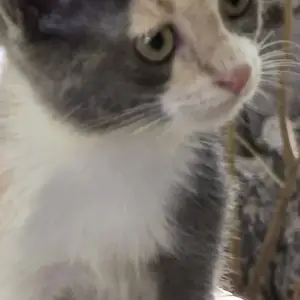 Котёнок, Душанбе