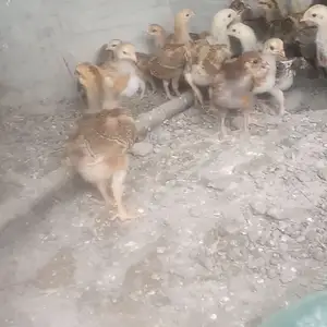 Чуча, Гиссар