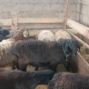 Коза, Душанбе