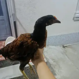 Чучахо, Худжанд