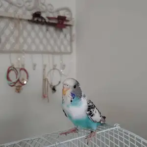 Попугай Акача, Душанбе