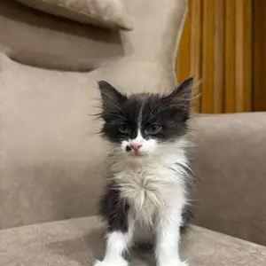 Котик, Душанбе