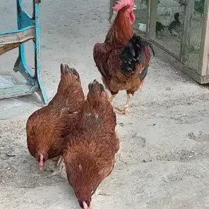 Мурги Ломан, Худжанд
