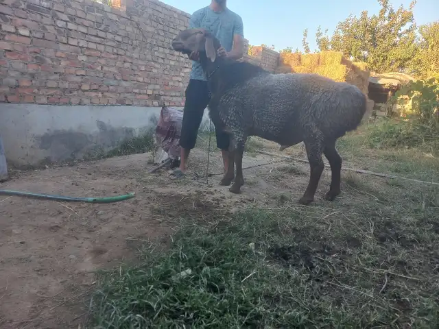 Кучкори хисори, Мастчоҳ