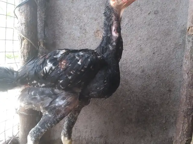 Чуча, Вахш