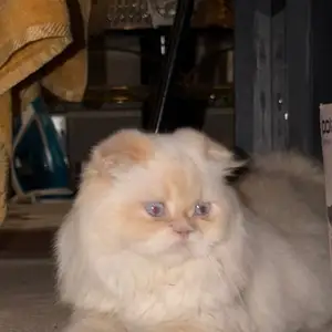 Шотландская кошка, Душанбе