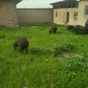 Гусфанд, Душанбе