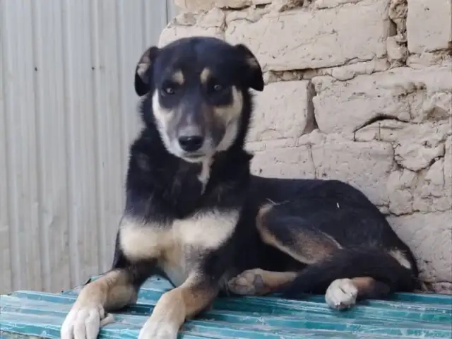 Собака даром, Душанбе