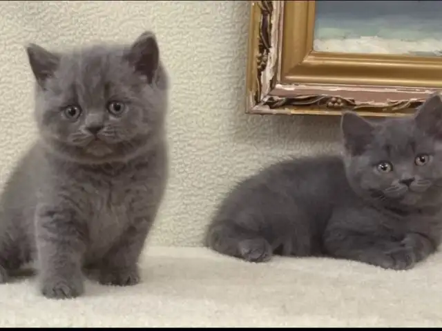 Британский котёнок, Хуҷанд