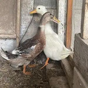Утка, Худжанд